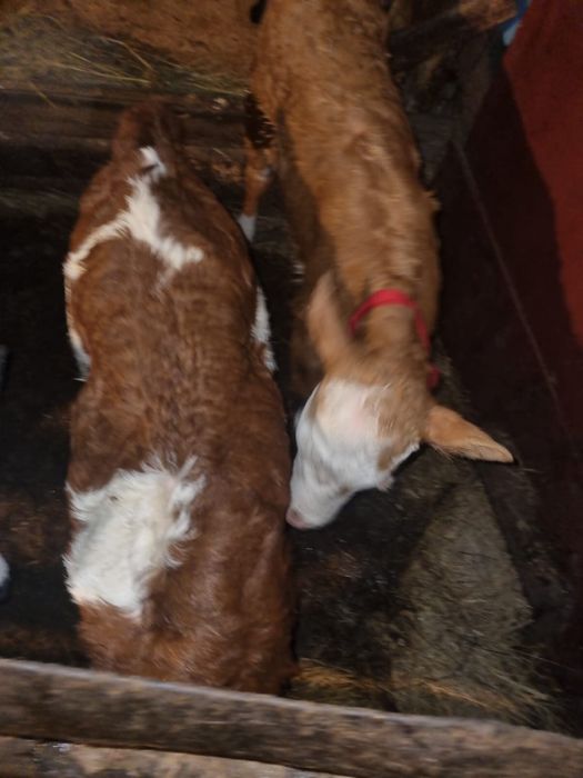 Продам теленка. Мясной симментальской породы