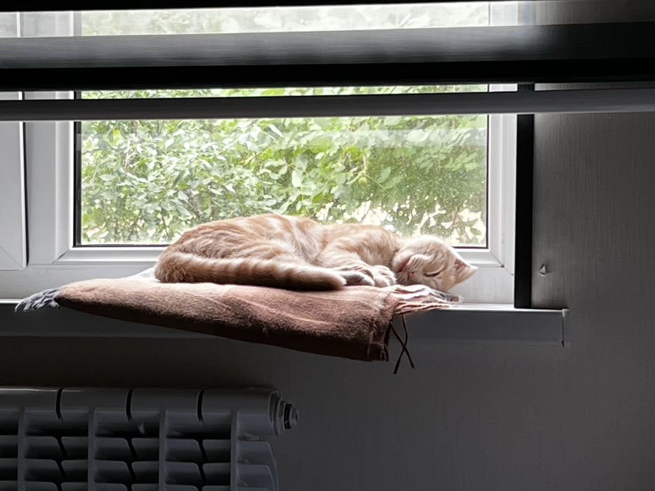 шотландская вислоухая кошка