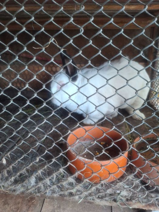 Vând iepuri albi fluture german