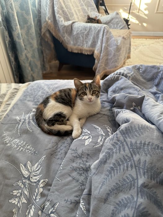 Котенок с доставкой!