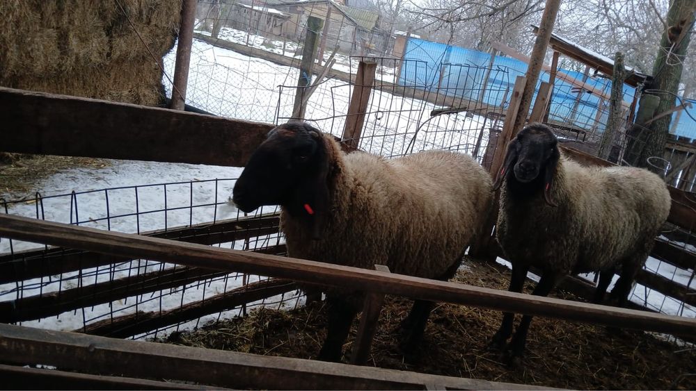 Vand 2 berbeci, unul de 2 ani si celalalt de 3 ani -talie mare