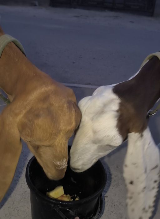 Битал ешкилер сатылады