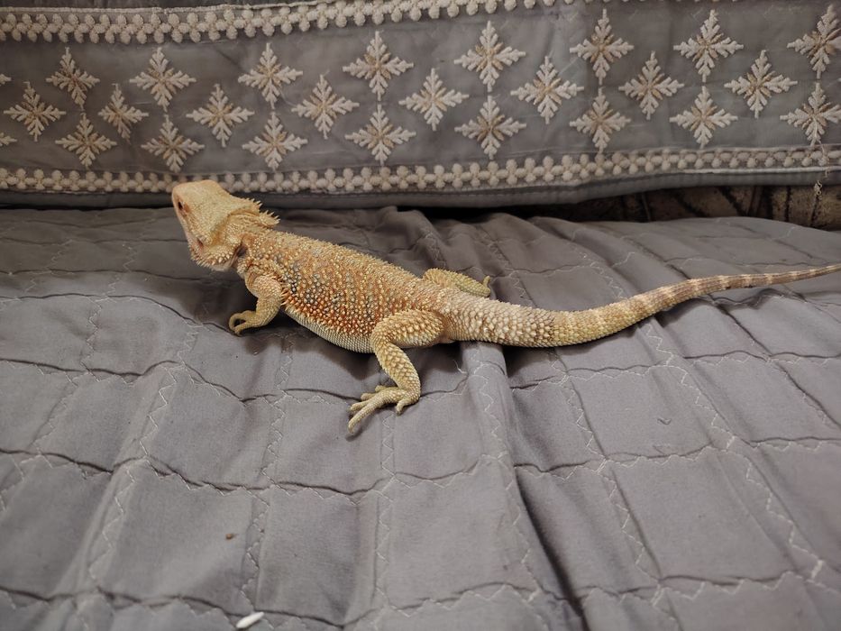 Disponibil mascul de agamă cu barbă