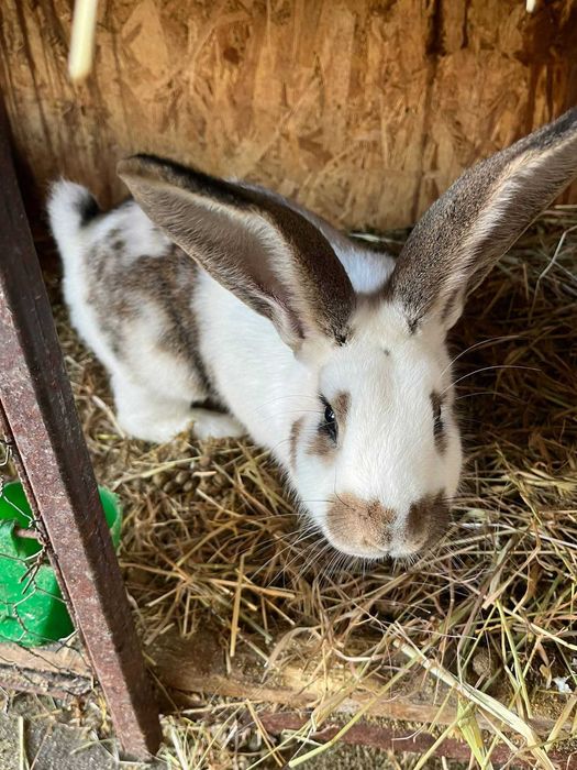 Pereche cap de leu si pereche romanesti