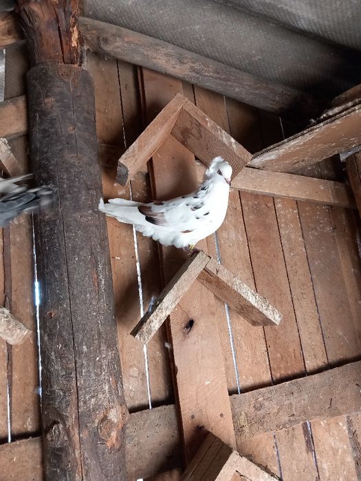 Vând sau schimb jucatori de amara