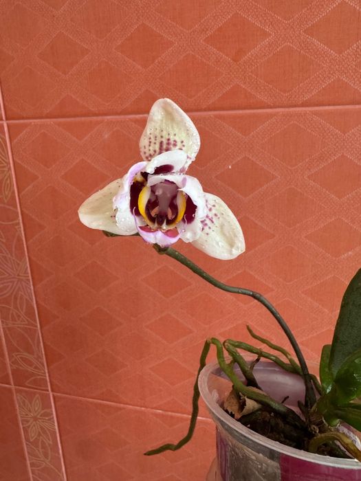 Орхидея , фаленопсис