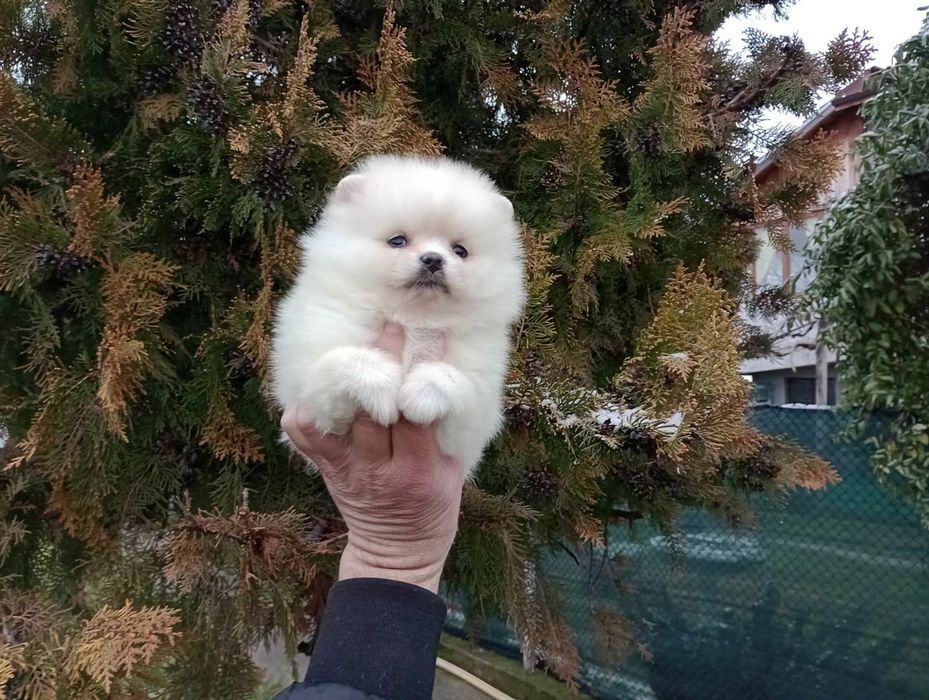 Момиченце! Померан!