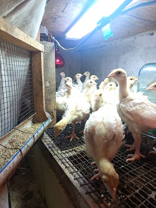 Индюша броллерные