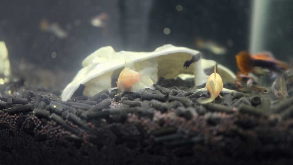 Аквариум с рыбками