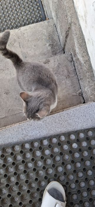 Отдам в хорошие руки кошку