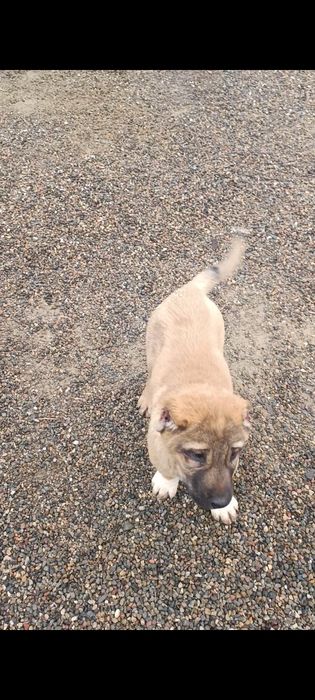 Продам щенков САО Алабая