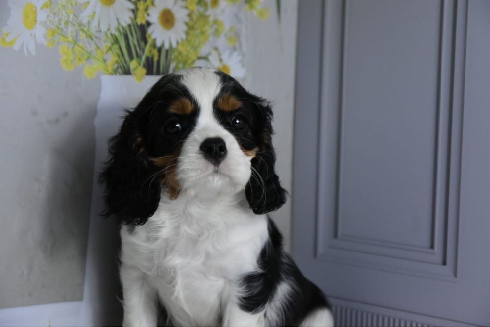 Кавалер кинг чарльз спаниель