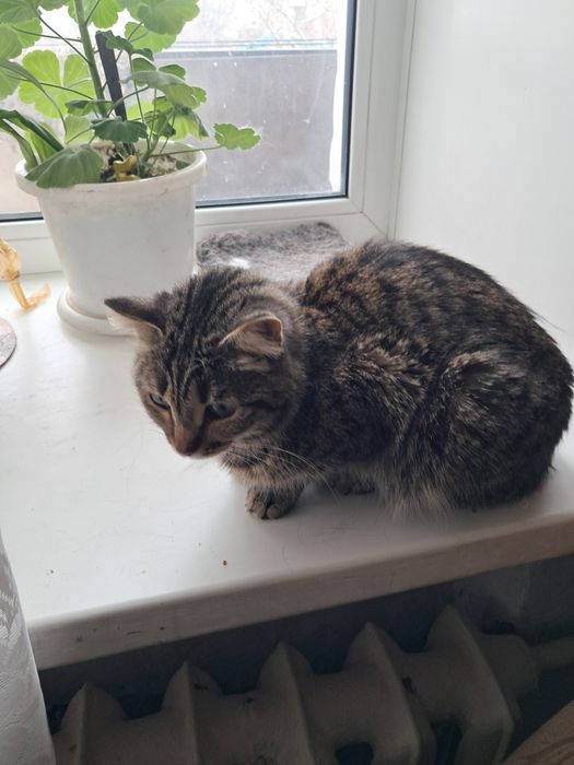 В добрые руки. Ищем новый дом