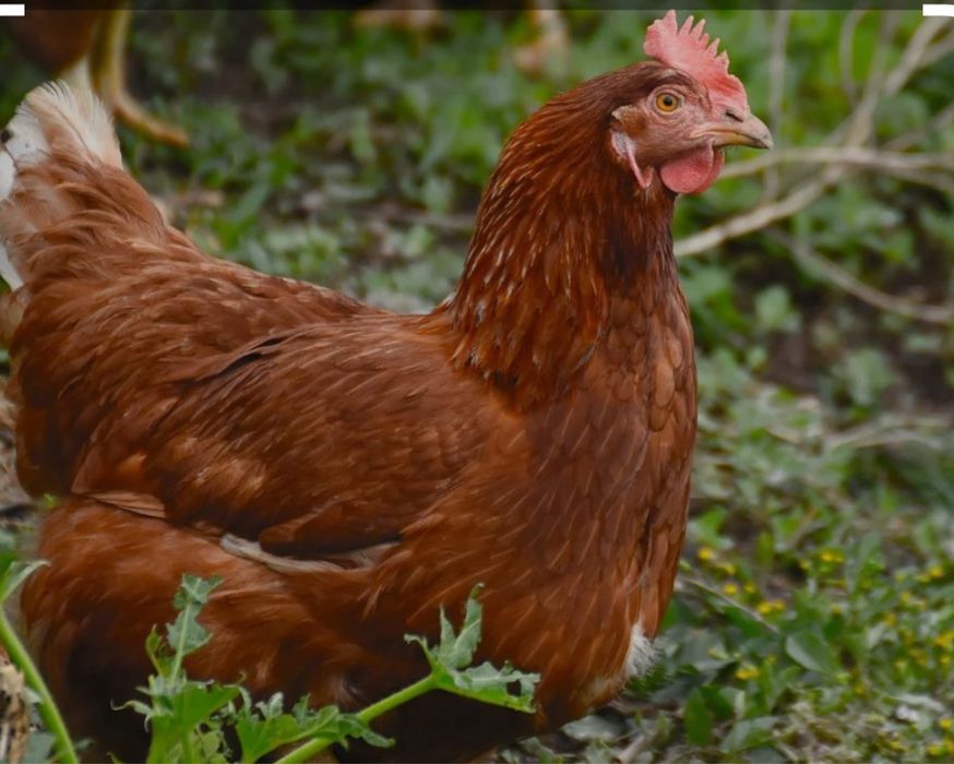 Несушка Ломан Браун