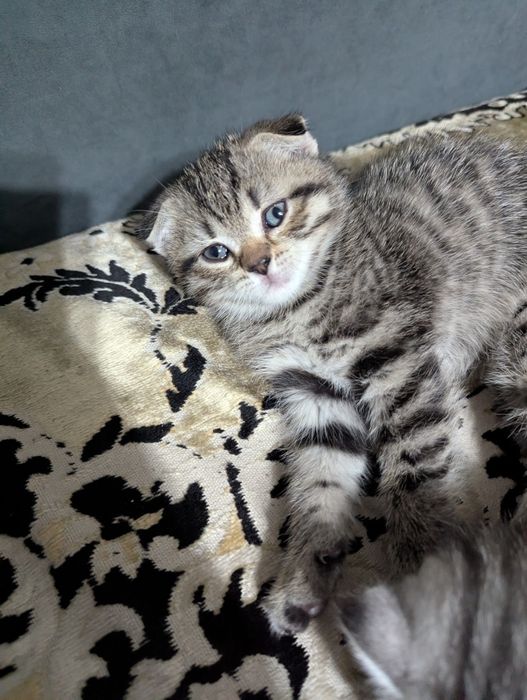 Шотландские Вислоухие Котята