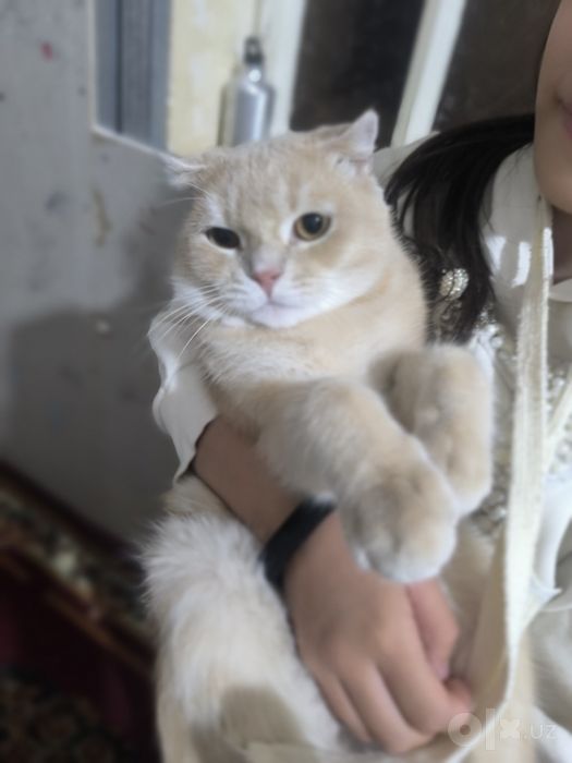 Шиншилла зотдор мушук