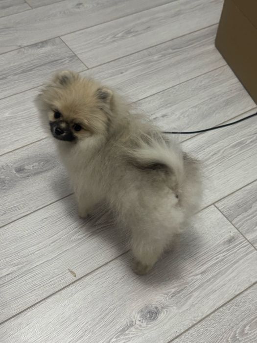 Шпиц мини щенокк