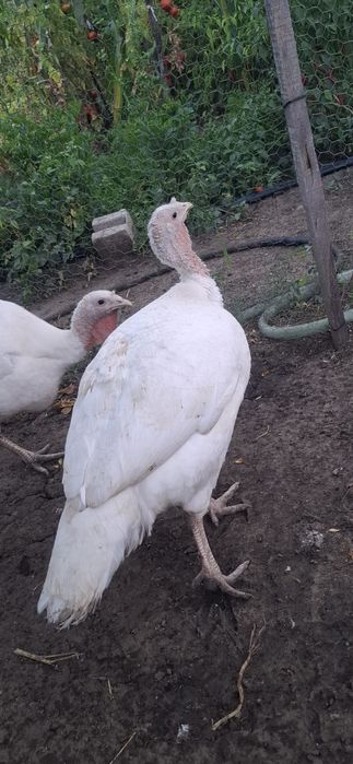 Vând curci având greutatea de 10-12kg
