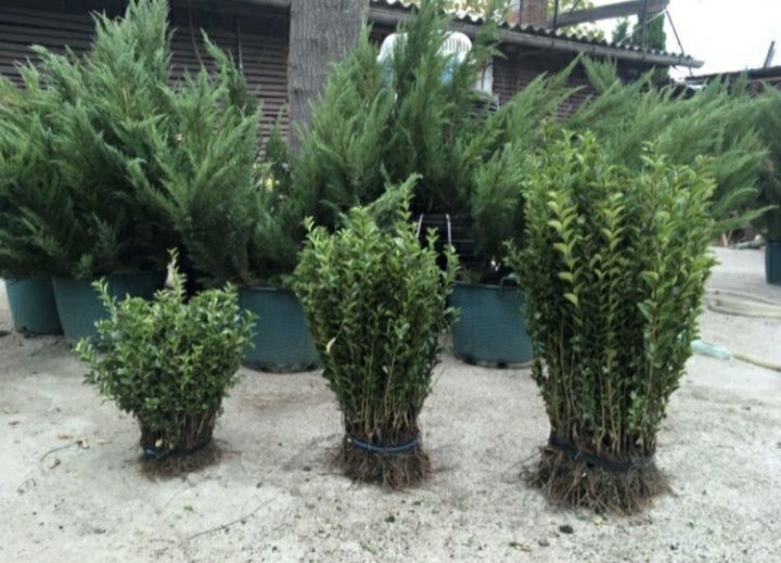 Lemn câinesc gard viu