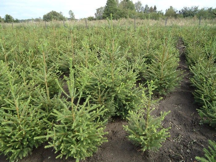 Ель сибирская зелёная