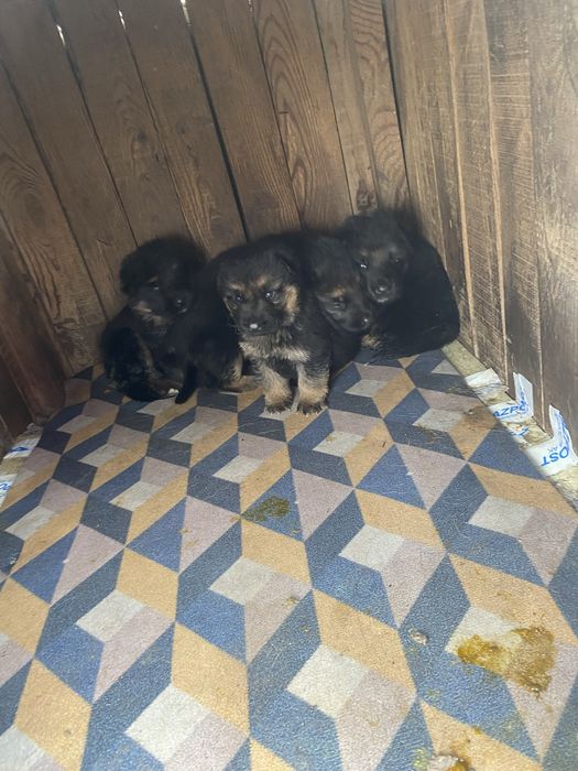 Продаю щенков немеукой овчарки