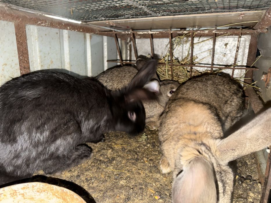 Iepuri de casă rasă mixtă