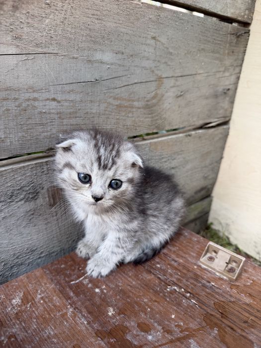 Котята Scottish Fold и Страйт