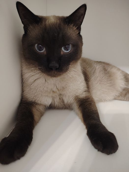 Пристраивается котик