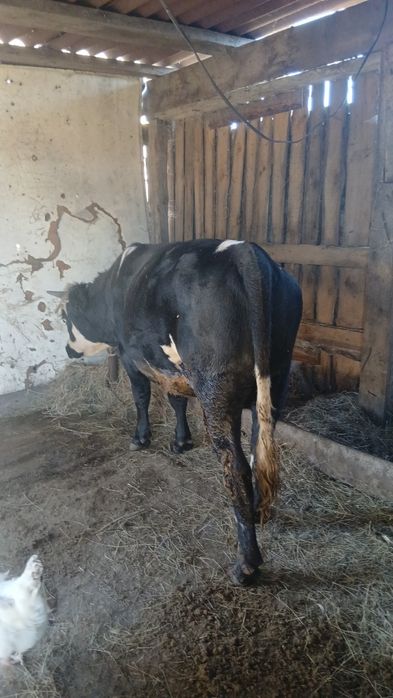 Продам быков с откорма