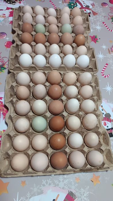 Инкубационные яйцо