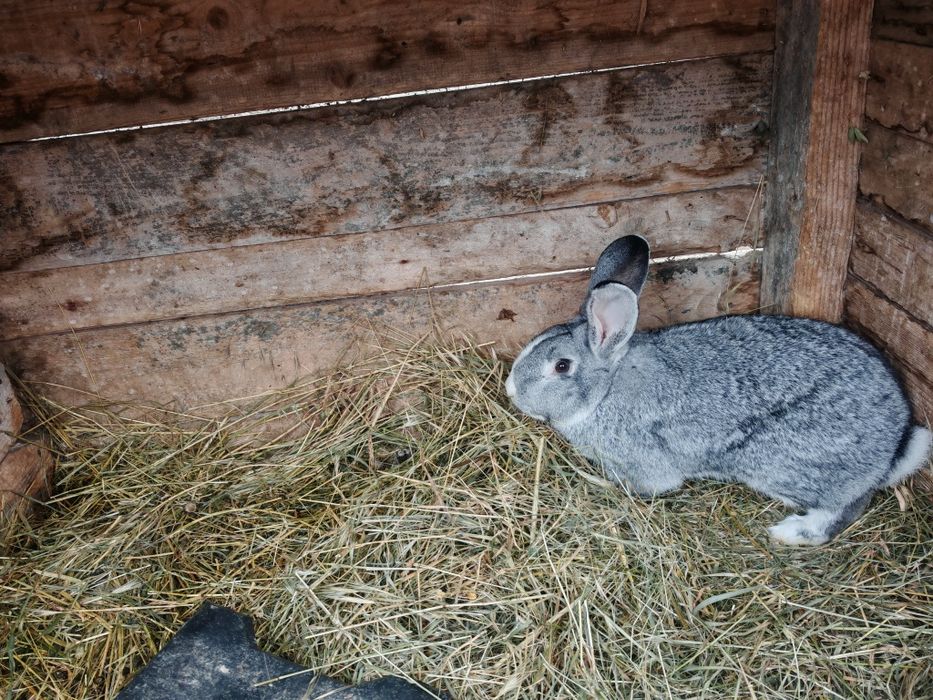 Iepuri de casa de dat