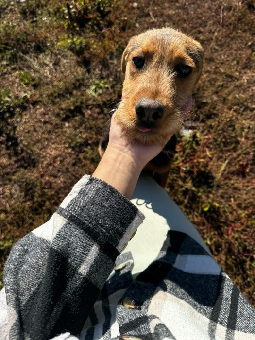 Бараче и Гонче търсят спешно дом