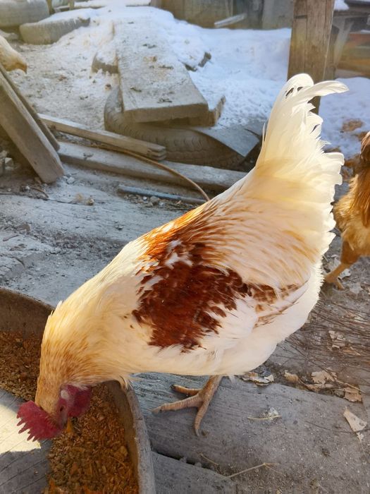 Продам петушков по 4500