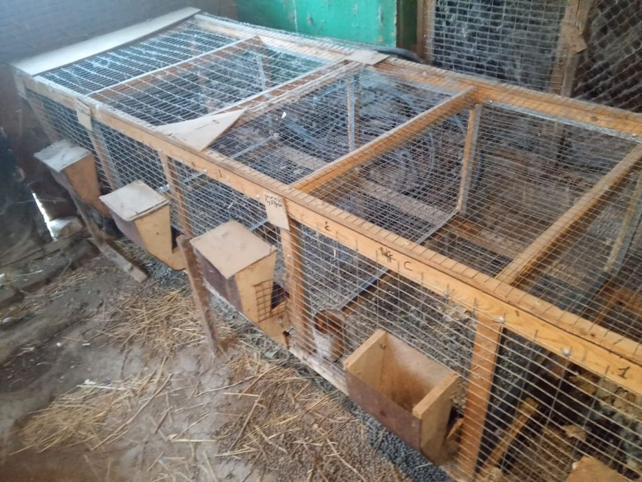 Клетки для кроликов