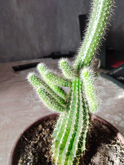 Кактус в горшке продам.