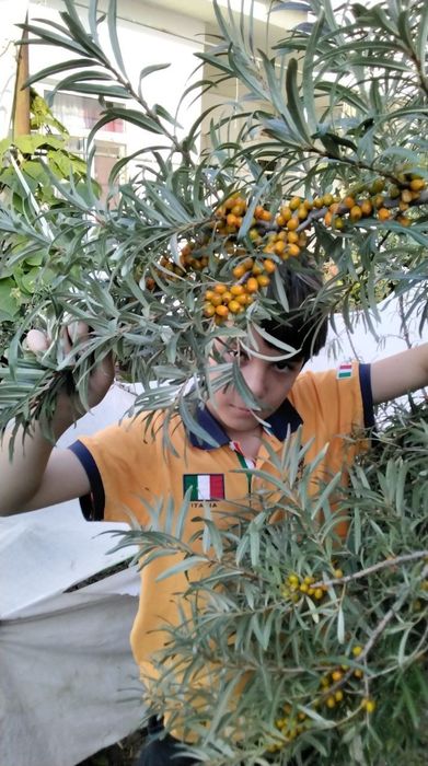 Облепиха крупноплодная!