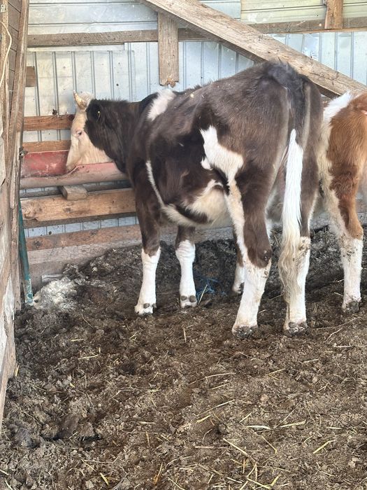 Se vinde junincuta baltata pe negru . Varsta 1.6-9 luni