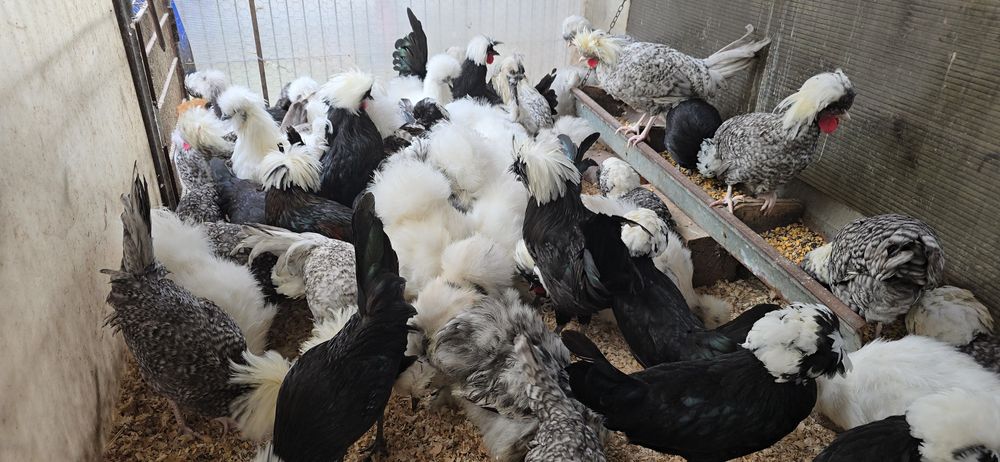 Motata olandeza și matase japoneză