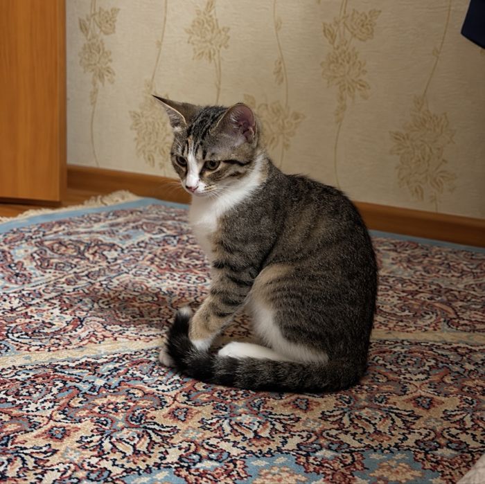 Двухмесячные котята