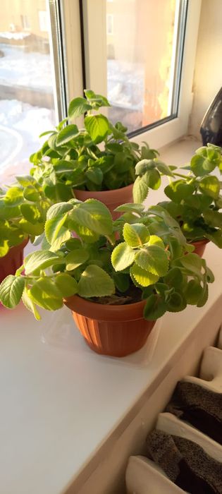 Цветы мяты в горшках