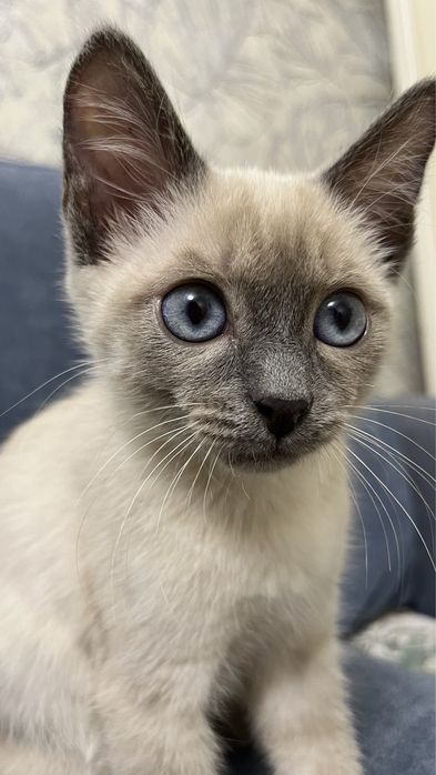 сиамская кошка, мальчик