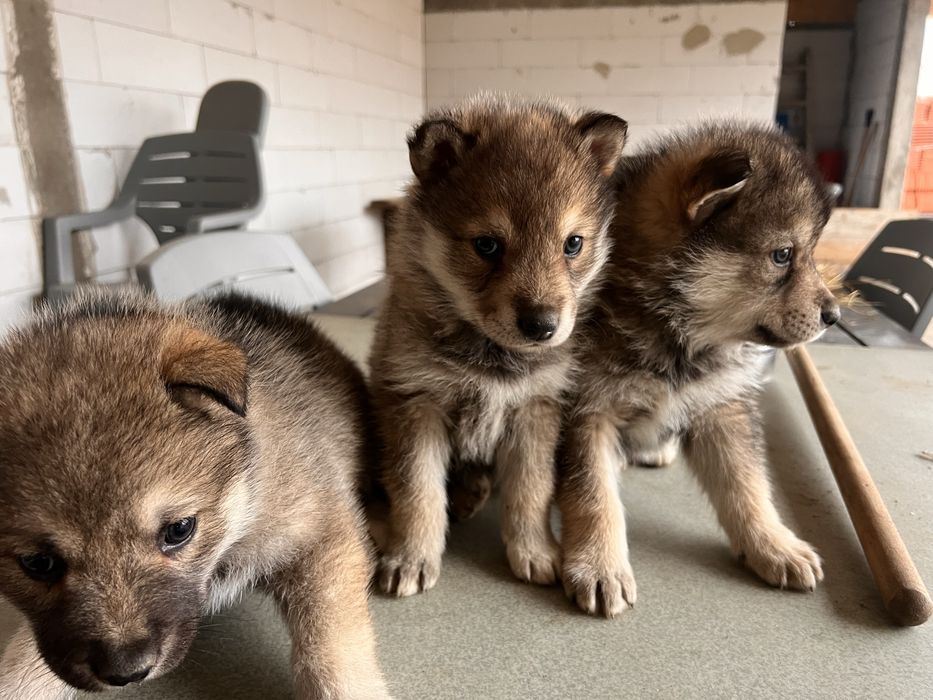 Catei Lup Cehoslovac cu Husky.  Nu trimit in tara!!