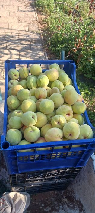 Piersici dulci zemoase si aromate