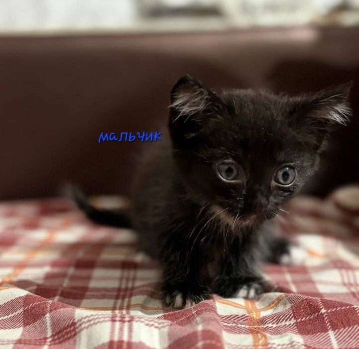 Котята ищут дом.