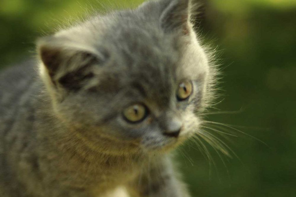 КОТЯТА! Продаются котята скоттиш-страйт!