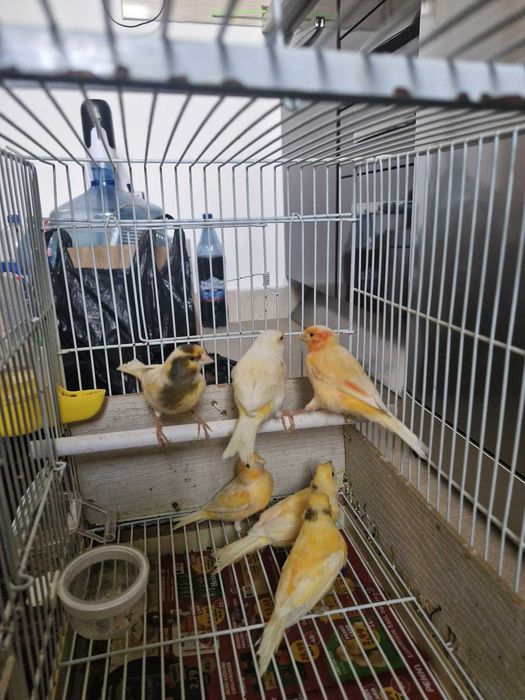 Canari lot 5 bucăți