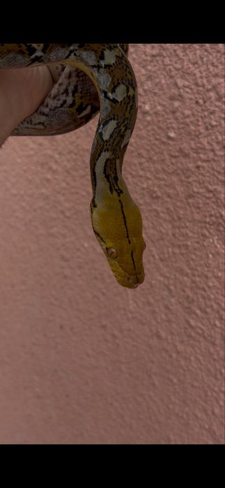 Сетчатый питон змея