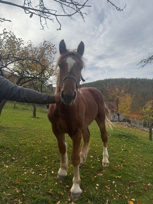 Se vând zare mânz de un 1 an și cal de 3 ani