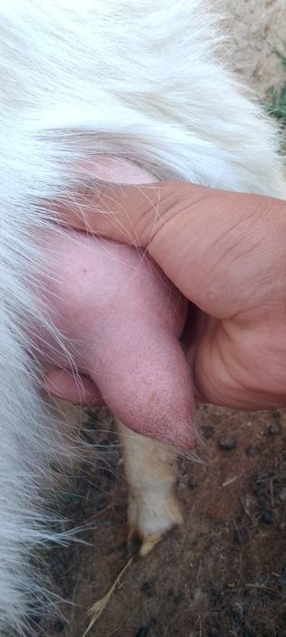 Ешкілер лағымен сатылады орыс ешкі де бар