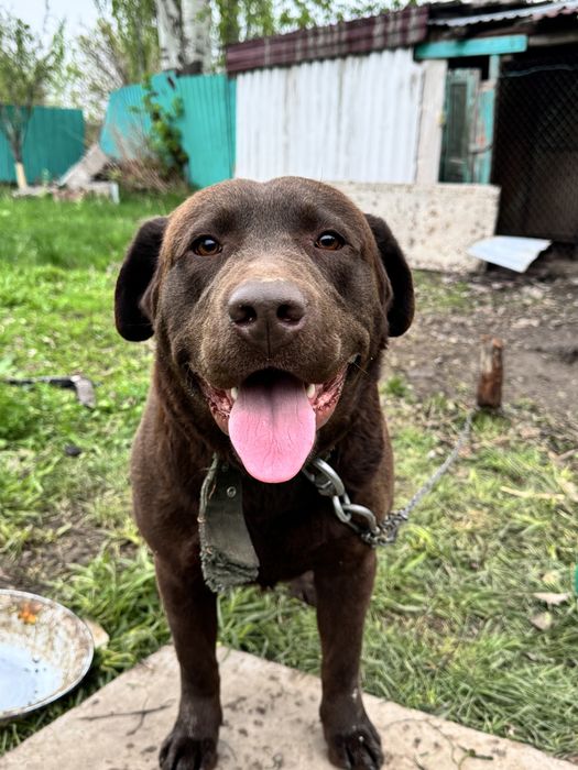 Лабрадор продается